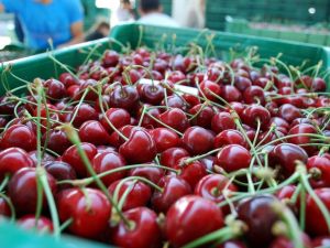Tescilli Salihli Kirazı, Avrupa ve Uzakdoğu’nun ağzını tatlandırıyor