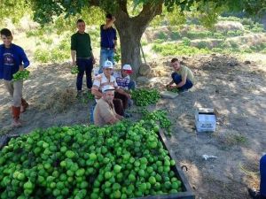 Aydın’da ilekleme sezonu başladı