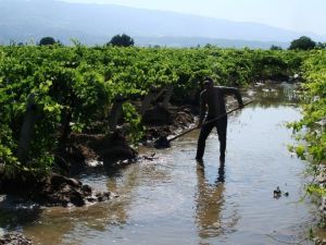 Sarıgöl’de üzüm bağlarında bakım