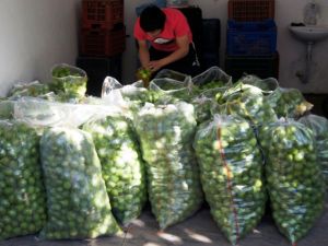 Bozdoğan ilek pazarı canlandı