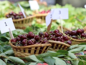 Belenbaşı’nda 14’üncü kiraz şöleni