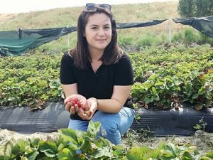 Genç ziraat mühendisi Söke Ovası’nda çilek üretti