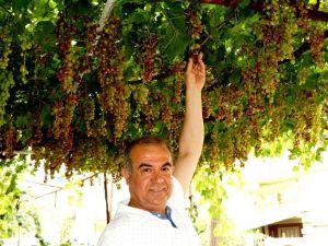 Sarıgöl’de mevsimin ilk üzümü yetişti