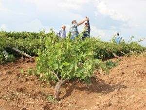 Dolu ile birlikte rüzgar vurdu bağlar yan yattı