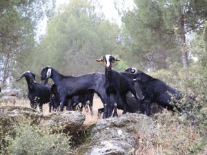Aydın’da keçicilik gelişiyor