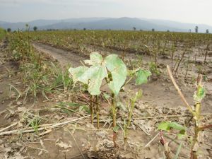 Pamuğu yerle bir eden dolu 10 milyonluk zarara yol açtı