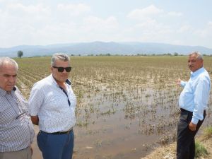 Aydın çiftçisi 30 bin dönüm alanda 40 milyon lira zararda