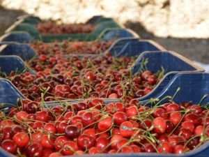 Tescilli Salihli Kirazı üreticinin yüzünü güldürdü