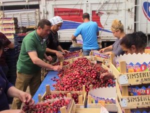 Şaphane’de kiraz üreticisinin son yağışlardan zararı yaklaşık 2 bin 500 ton