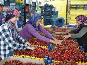 Simav’dan kiraz ihracatı