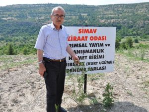 Simav’da “Goji Beryy” (Kurt üzümü) deneme ekimi