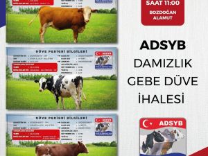 ADSYB Damızlık Düve Merkezinde yetiştirilen ilk parti 68 düve ihaleye çıkıyor