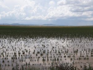 TARSİM: "Bu yıl 81 ilden hasar ihbarı alındı"