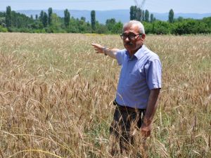 Hububatta rekolte artışı bekleniyor