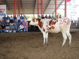 Podyuma çıkan düveler kapış kapış gitti