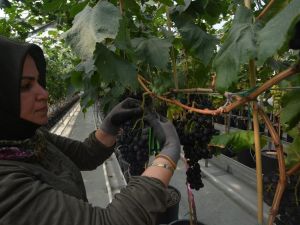 Türkiye’de ilk defa kapalı sistem serada üzüm hasat edildi