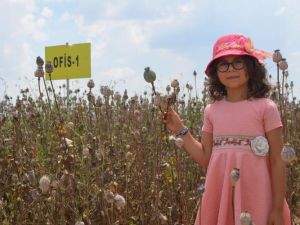 Denizli’nin 2019’daki haşhaş üretim hedefi 13 bin 500 ton