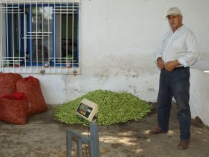 Tezgahta 15 TL’ye kadar satılan bamya yüz güldürdü