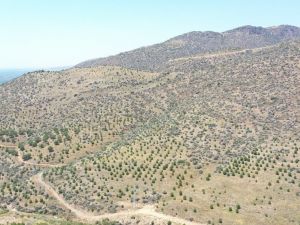 Yabani bademler milyonlar kazandıracak