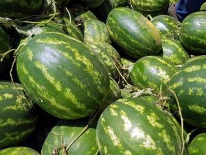 Atça karpuzu Almanya yolcusu