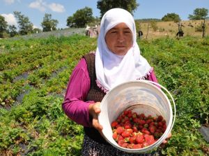 Dağ çileğine yoğun ilgi
