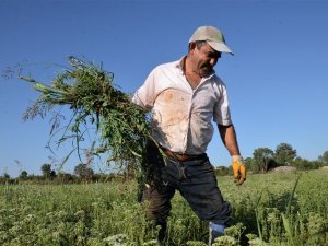 Dünyanın kekiği Denizli’de hasada hazırlanıyor