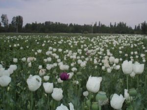 Hindistan’a haşhaş tohumu ihracatı tekrar başlıyor