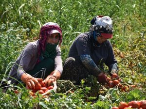 Tarım işçilerinde dudak kanseri riski