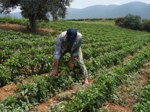 Yerli biberin tadı yıllardır değişmedi