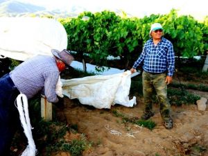 Sarıgöl’de üzüm bağları örtünmeye başladı