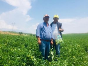 Salihli’de gıdalar sofraya gelmeden tarlada denetleniyor