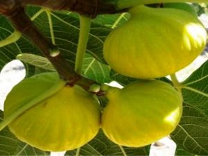 İncir, orman ağacı kapsamına alındı