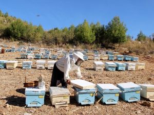 Muğla 3,5 milyon arı kovanını ağırlıyor