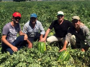 Karpuzun fiyatı tarlada 30 kuruşa düştü