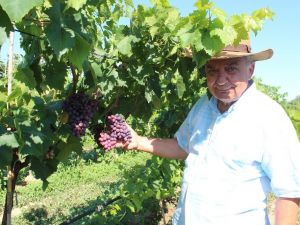 Dünyaca ünlü Sultaniye üzüme alternatif