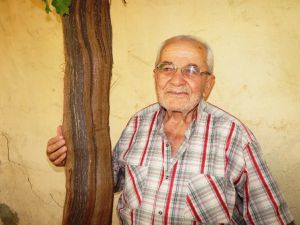 Bir üzüm asmasından bir tondan fazla üzüm alıyor