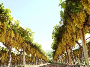 Sarıgöl üzümü dünyaca ünlü zincir marketin raflarına giriyor