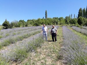 Simav’da lavanta yetiştiriciliği projesi