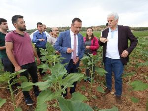 PAÜ Denizli’nin çerezlik ay çekirdeğinin geleceği için harekete geçti