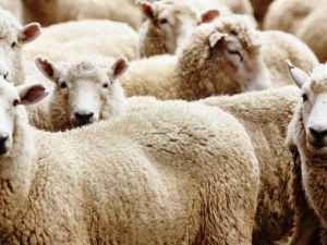 Üniversiteli kurbanlıklar görücüye çıktı