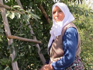 Kütahya’da vişne üreticisi çıkış yolu arıyor