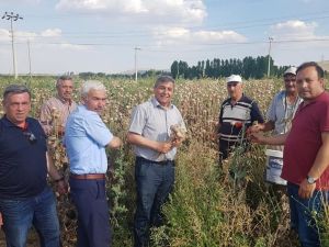 Altıntaş’ta haşhaş bereketi