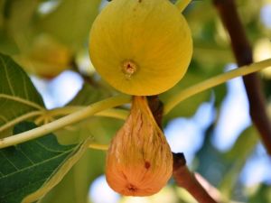 Aydın Çevre ve Şehircilik Müdürlüğü, incirde jeotermal kaynaklı kükürt iddialarını yalanladı