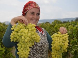 Turfanda üzüm satış fiyatları pazarlıkları başladı