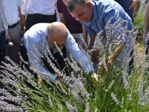 Denizli’nin lavantadaki hedefi 50 bin dekar