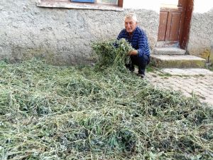 Karbasan Köyünde adaçayı hasadına başlandı
