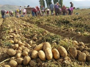 Patates üreticileri ithalatın kendilerine zararı olduğunu belirtiyor