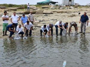 Manisa’daki baraj gölü ve göletlere 100 bin balık bırakıldı