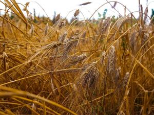 Tarihi değeri olan Karakılçık buğdayının hasadı yapılıyor