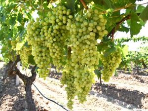 ’Superior Seedless’ üzümde hasat ve ihraç tarihleri belirlendi